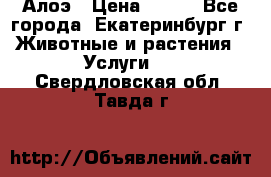 Алоэ › Цена ­ 150 - Все города, Екатеринбург г. Животные и растения » Услуги   . Свердловская обл.,Тавда г.